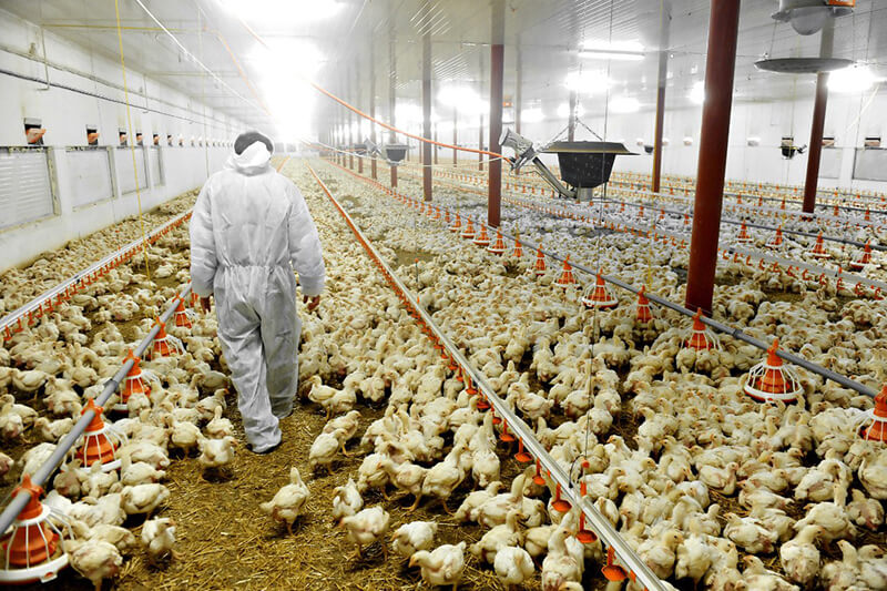Sad factory farmed chickens