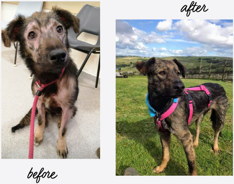 Bramble before and after