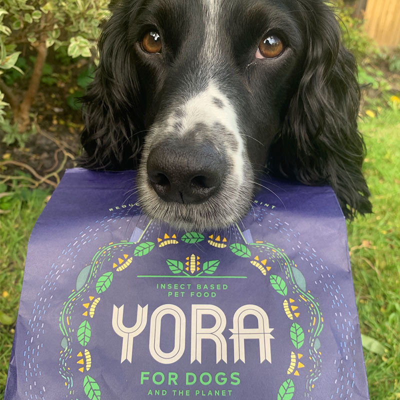 Happy cocker spaniel and Yora pet food