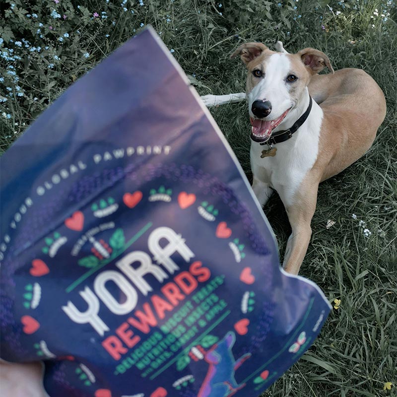 Yora rewards and happy dog