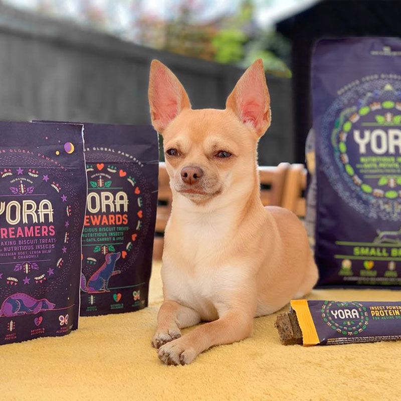 Gizmo the chihuahua with his Yora pet food