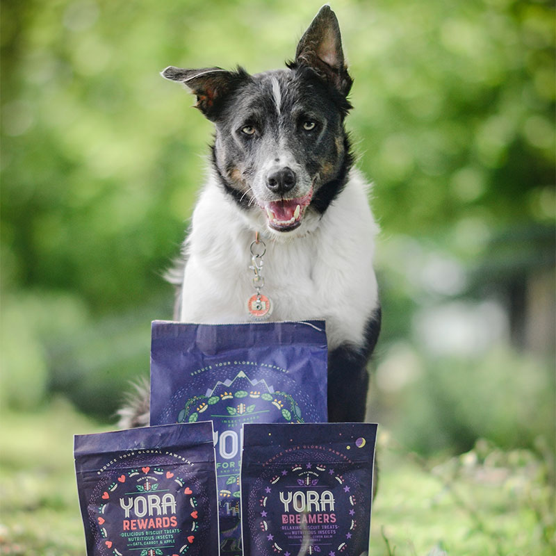 Happy collie with Yora pet food