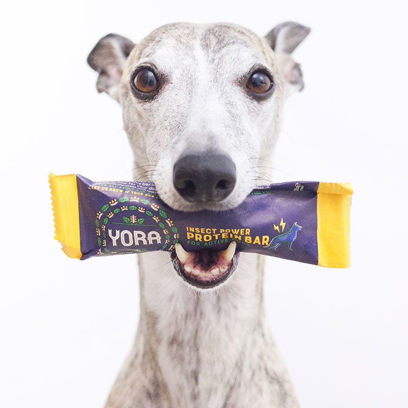 Happy whippet holding Yora treats